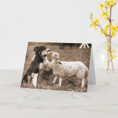 Border Collie and Lamb~Photo Card Kaart (Gele Bloem)
