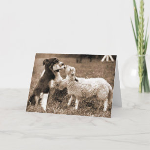 Border Collie and Lamb~Photo Card Kaart