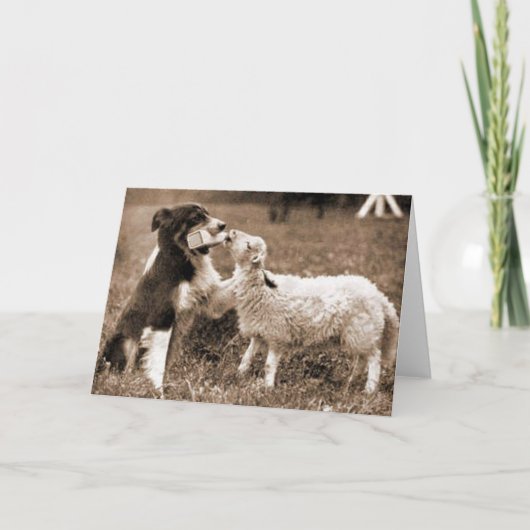Border Collie and Lamb~Photo Card Kaart (Voorkant)