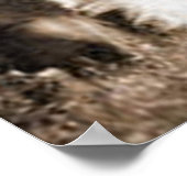 "Border Collie and Lamb"~Poster Poster (Hoek)