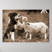 "Border Collie and Lamb"~Poster Poster (Voorkant)