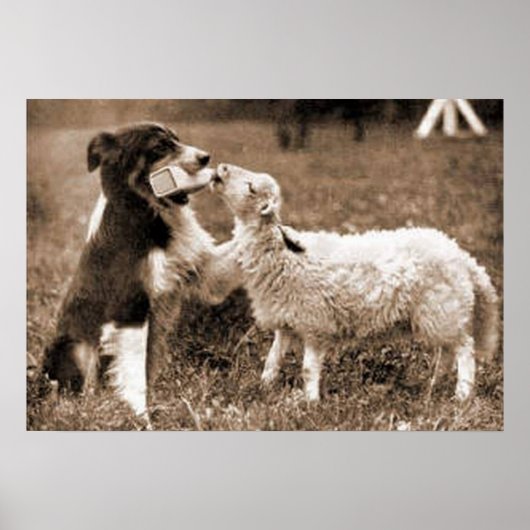 "Border Collie and Lamb"~Poster Poster (Voorkant)