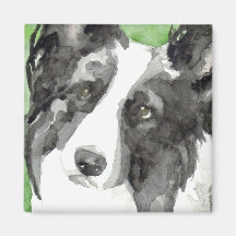 Border Collie Aquarel