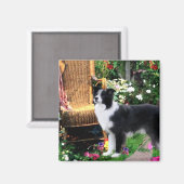 Border Collie Art Gifts Magneet (Voorkant / Achterkant)