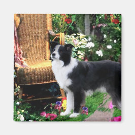 Border Collie Art Gifts Magneet