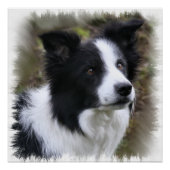 Border Collie Art Perfect Poster (Voorkant)