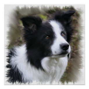 Border Collie Art Perfect Poster