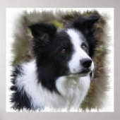 Border Collie Art Poster (Voorkant)