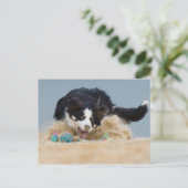 Border Collie auf Balljagd Briefkaart (Staand voorkant)