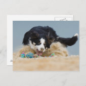 Border Collie auf Balljagd Briefkaart (Voorkant / Achterkant)