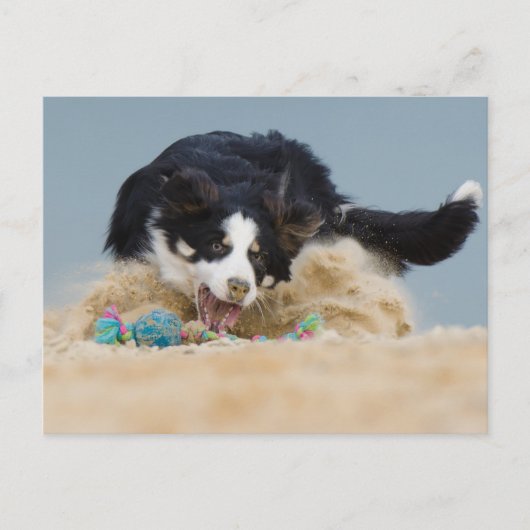 Border Collie auf Balljagd Briefkaart (Voorkant)