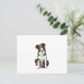 Border Collie (B) - bruin en wit Briefkaart (Staand voorkant)