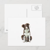 Border Collie (B) - bruin en wit Briefkaart (Voorkant / Achterkant)