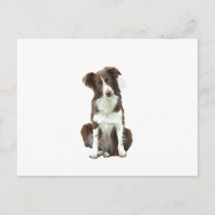 Border Collie (B) - bruin en wit Briefkaart