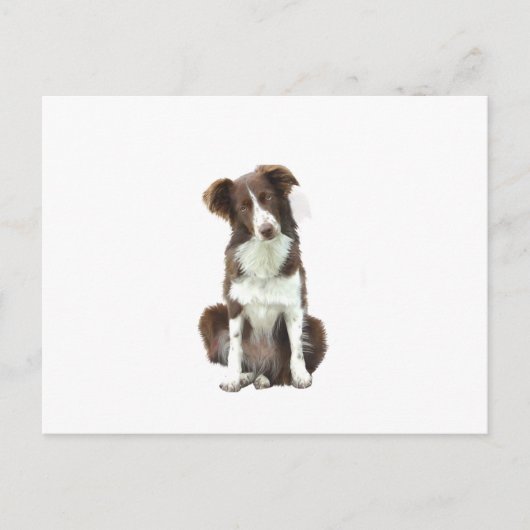 Border Collie (B) - bruin en wit Briefkaart (Voorkant)