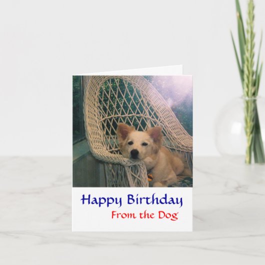 Border Collie Birthday Kaart (Voorkant)