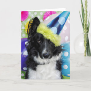 Border Collie Birthday Kaart