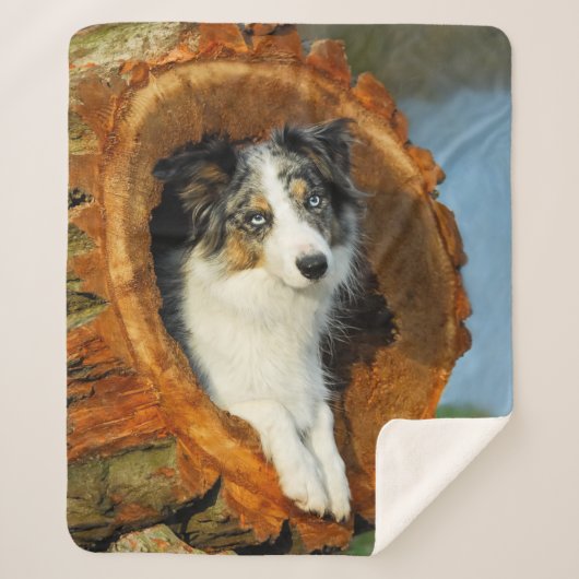 Border Collie Blauw Merle Hondenkop Foto - Sherpa Deken (Voorkant)