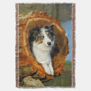 Border Collie Blue Merle Dog Cute Portrait Photo - Deken