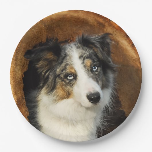 Border Collie Blue Merle Dog Portrait, Happy Party Papieren Bordje (Voorkant)