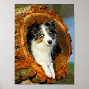Border Collie Blue Merle Dog Portret Photo - Poster