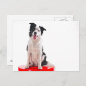 Border collie briefkaart (Voorkant / Achterkant)