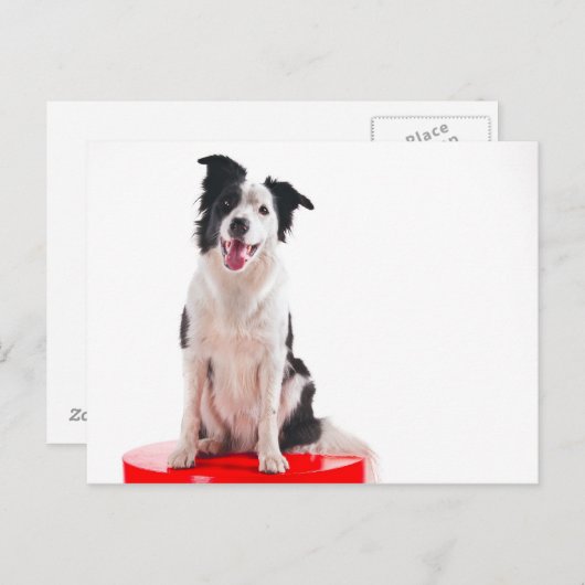 Border collie briefkaart (Voorkant / Achterkant)