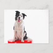 Border collie briefkaart (Voorkant)