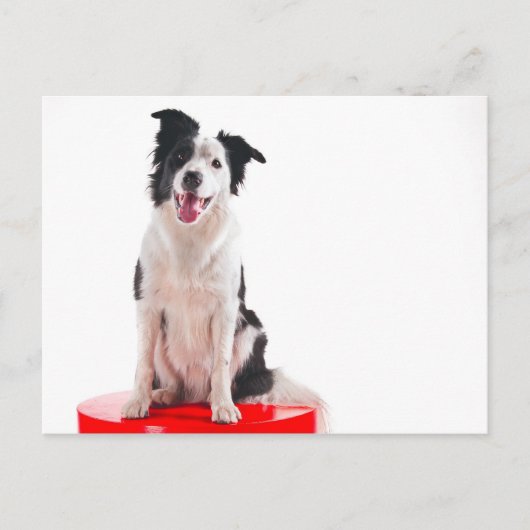 Border collie briefkaart (Voorkant)