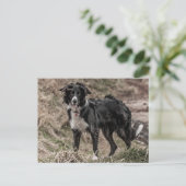 Border Collie Briefkaart (Staand voorkant)