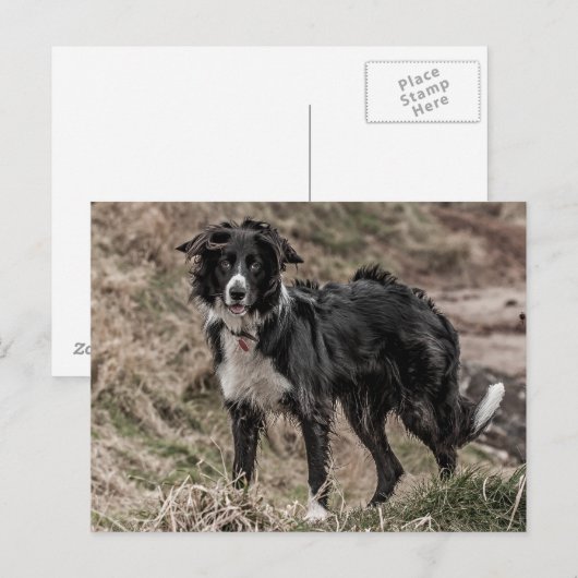 Border Collie Briefkaart (Voorkant / Achterkant)
