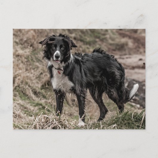 Border Collie Briefkaart (Voorkant)