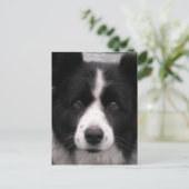 Border Collie Briefkaart (Staand voorkant)
