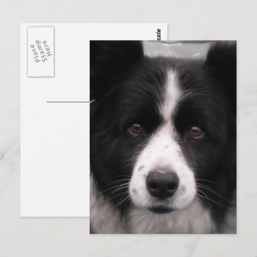 Border Collie Briefkaart (Voorkant / Achterkant)