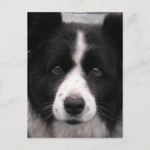Border Collie Briefkaart