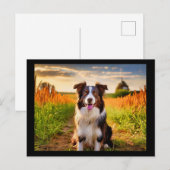 Border Collie Briefkaart (Voorkant / Achterkant)