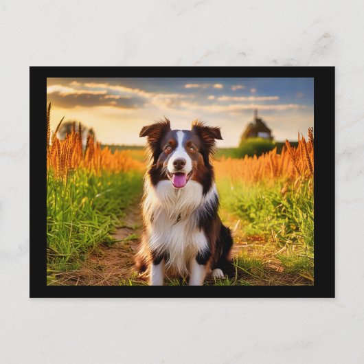 Border Collie Briefkaart (Voorkant)