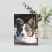 BORDER COLLIE BRIEFKAART (Staand voorkant)