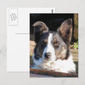 BORDER COLLIE BRIEFKAART (Voorkant / Achterkant)