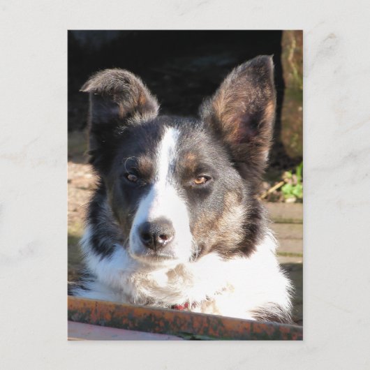 BORDER COLLIE BRIEFKAART (Voorkant)