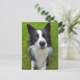 Border Collie Briefkaart
