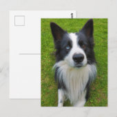 Border Collie Briefkaart (Voorkant / Achterkant)