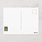 Border Collie Briefkaart (Achterkant)