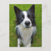 Border Collie Briefkaart (Voorkant)