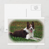 Border Collie Briefkaart (Voorkant / Achterkant)