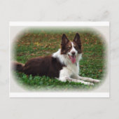 Border Collie Briefkaart (Voorkant)