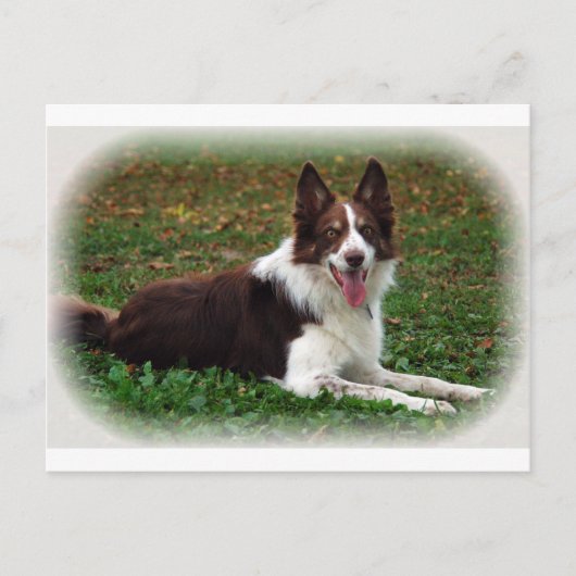 Border Collie Briefkaart (Voorkant)