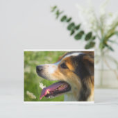 Border Collie Briefkaart (Staand voorkant)
