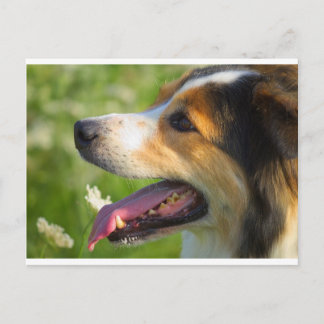 Border Collie Briefkaart