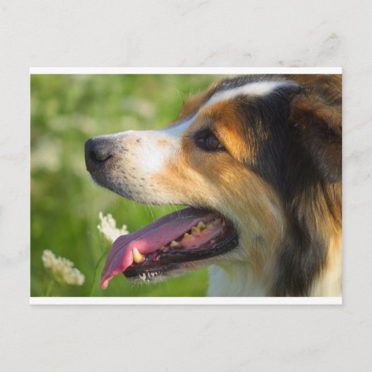 Border Collie Briefkaart (Voorkant)